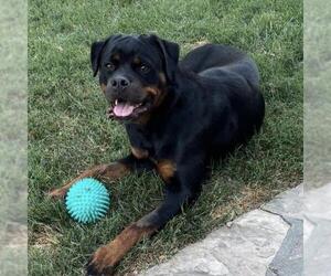 Rottweiler Dogs for adoption in San Diego, CA, USA