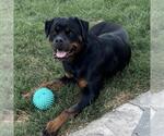 Bartleby - Adopted! - Female Rottweiler Dog for Adoption - Small photo