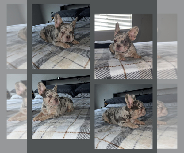 Medium Photo #1 French Bulldog Puppy For Sale in TUKWILA, WA, USA