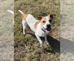 Small #1 Mutt