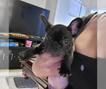 Small Photo #2 French Bulldog Puppy For Sale in FONTANA, CA, USA