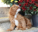 Small #2 Cavapoo