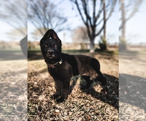 German Shepherd Dog Puppy for sale in NEW BRAUNFELS, TX, USA