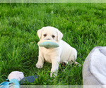 Small #10 Labrador Retriever