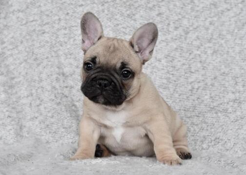 Medium Photo #1 French Bulldog Puppy For Sale in BLUE MOUND, TX, USA