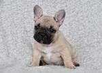Small Photo #1 French Bulldog Puppy For Sale in BLUE MOUND, TX, USA
