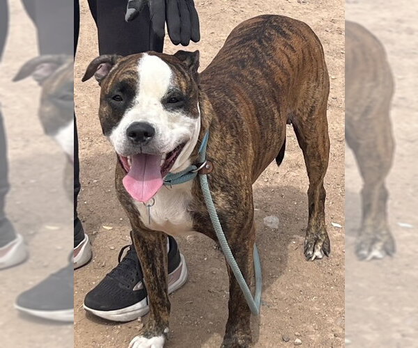 Medium Photo #1 Bulloxer Puppy For Sale in phoenix, AZ, USA