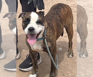 Bulloxer Dogs for adoption in phoenix, AZ, USA