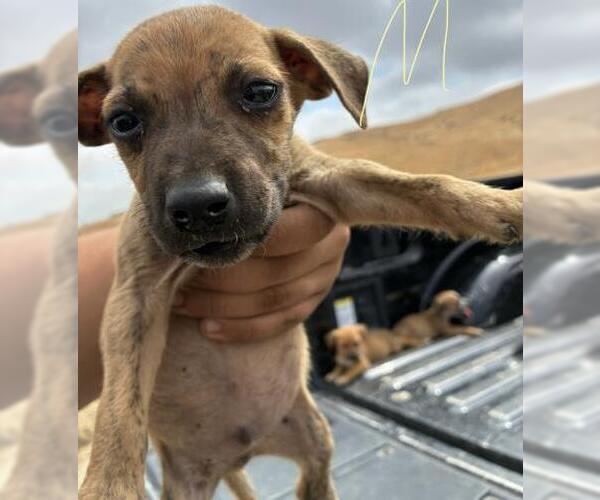 Medium Photo #1 American Pit Bull Terrier Puppy For Sale in Bakersfield, CA, USA