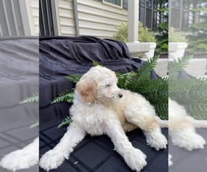 Goldendoodle (Miniature) Puppy for sale in STRASBURG, PA, USA