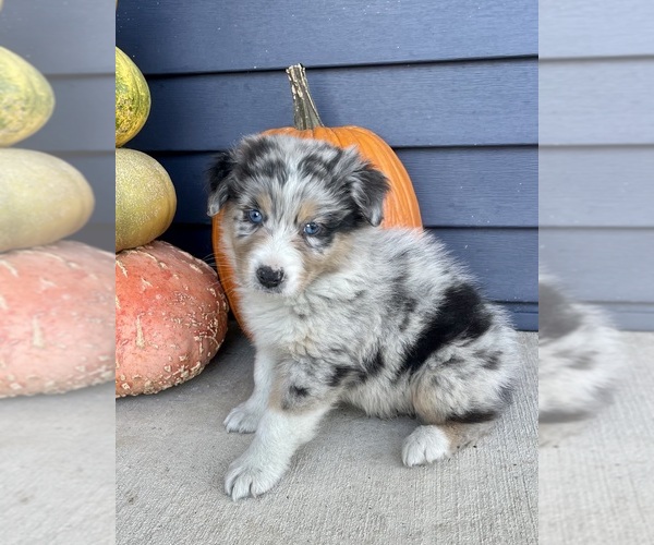 Medium Photo #4 Australian Shepherd Puppy For Sale in LODA, IL, USA