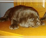 Small Photo #10 Labrador Retriever Puppy For Sale in BLUFFTON, IN, USA