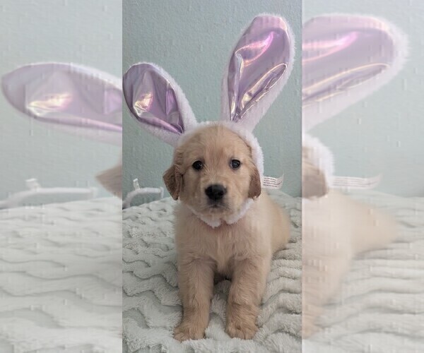 Medium Photo #1 Golden Retriever Puppy For Sale in MODESTO, CA, USA