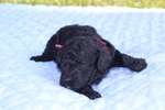 Puppy 2 Poodle (Toy)