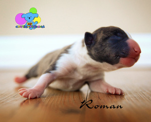 Doberman Pinscher Puppy for sale in CORNING, CA, USA