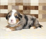Small #4 Bernedoodle (Miniature)