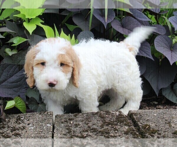 Medium Photo #5 Miniature Labradoodle Puppy For Sale in FREDERICKSBURG, OH, USA