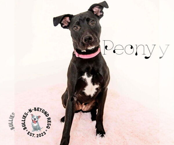 Medium Photo #9 Labrador Retriever-Staffordshire Bull Terrier Mix Puppy For Sale in Omaha, NE, USA