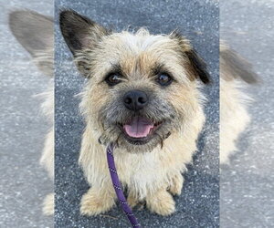 Border Terrier-Unknown Mix Dogs for adoption in Newport Beach, CA, USA