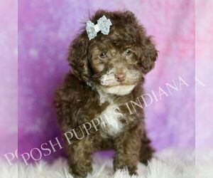 Poodle (Toy) Litter for sale in WARSAW, IN, USA