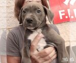 Small #5 Mutt
