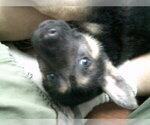 Small Photo #2 German Shepherd Dog Puppy For Sale in COLVILLE, WA, USA