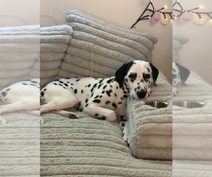 Father of the Labmatian puppies born on 10/23/2025