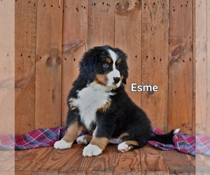 Bernese Mountain Dog Puppy for sale in BRIDGEWATER, VA, USA