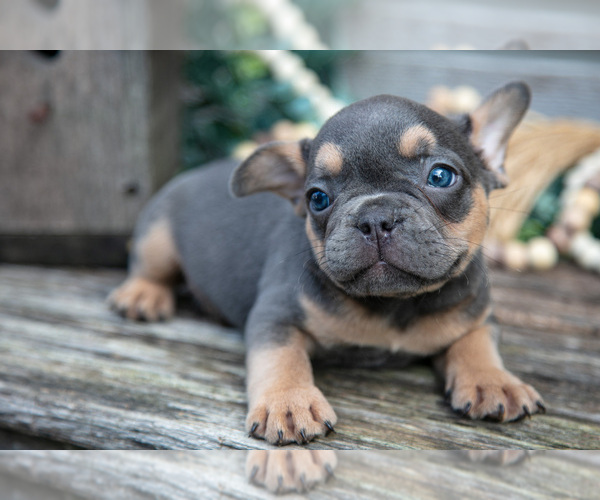 Medium Photo #7 French Bulldog Puppy For Sale in BALTIC, OH, USA