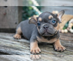 Puppy Bear French Bulldog