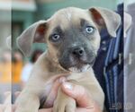 Small #1 Mutt