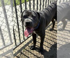 Mutt Dogs for adoption in Riverside, CA, USA