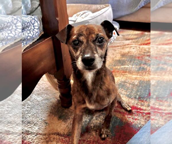 Medium Photo #1 Jack Chi Puppy For Sale in Silver Spring, MD, USA