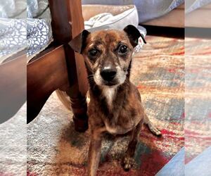 Jack Chi Dogs for adoption in Silver Spring, MD, USA