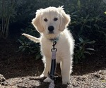 Small English Cream Golden Retriever