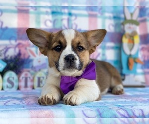 French Bulldog-Pembroke Welsh Corgi Mix Puppy for sale in LANCASTER, PA, USA
