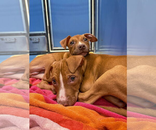 Medium Photo #12 Mutt Puppy For Sale in Philadelphia, PA, USA