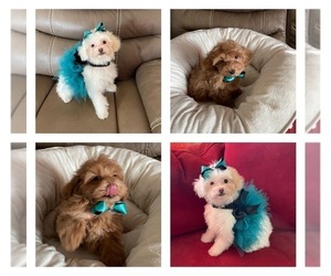 Maltipoo Puppy for Sale in STERLING HEIGHTS, Michigan USA