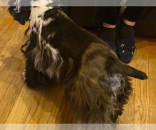 Medium Photo #3 Cocker Spaniel Puppy For Sale in Flushing, NY, USA