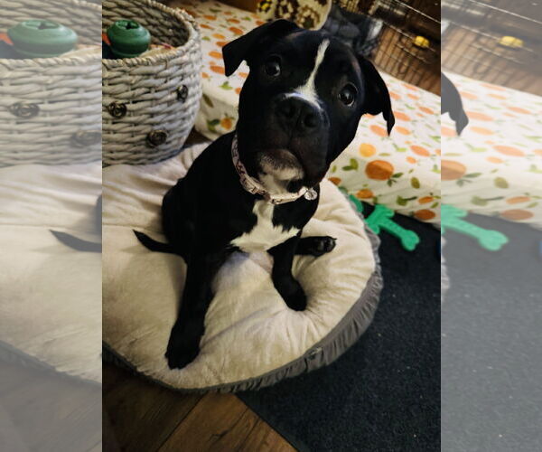 Medium Photo #15 Mutt Puppy For Sale in Princeton, MN, USA