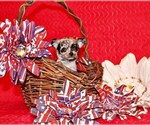 Small Photo #2 Chihuahua Puppy For Sale in CHARLESTON, AR, USA