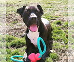 Small #1 Labrador Retriever Mix