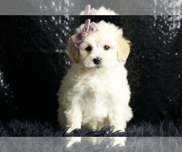 Medium Photo #81 Maltipoo Puppy For Sale in WARSAW, IN, USA