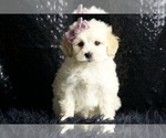 Small Photo #81 Maltipoo Puppy For Sale in WARSAW, IN, USA