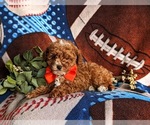 Small Photo #6 Poodle (Toy) Puppy For Sale in LINCOLN UNIVERSITY, PA, USA