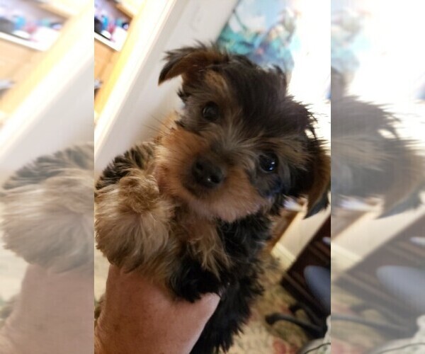 Medium Photo #11 Yorkshire Terrier Puppy For Sale in ARLINGTON, TX, USA