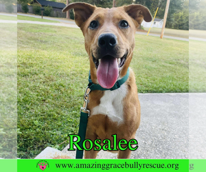 Rosalee - Female Chow Chow-Unknown Mix Dog for Adoption - Photo #14