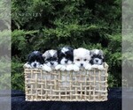 Small Photo #2 Zuchon Puppy For Sale in KINZERS, PA, USA