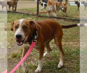 Border Collie-Unknown Mix Dogs for adoption in San Antonio, TX, USA
