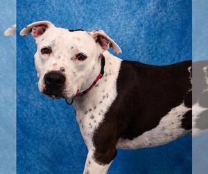 PETEY - Male Mutt Dog for Adoption - Photo #2